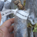 Не садоводы и не профессионалы