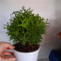 Заказ из Гаршинки
