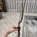 НЕ СОВЕТУЮ ничего у них заказывать.