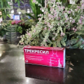 хороший адаптоген